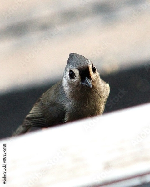 Obraz sparrow on a branch facing camera macro