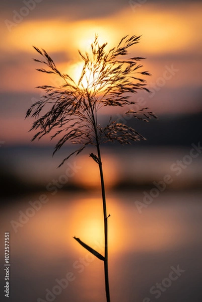 Fototapeta Silhouette of a lonely grass reed with a golden sunrise on the horizon in the background