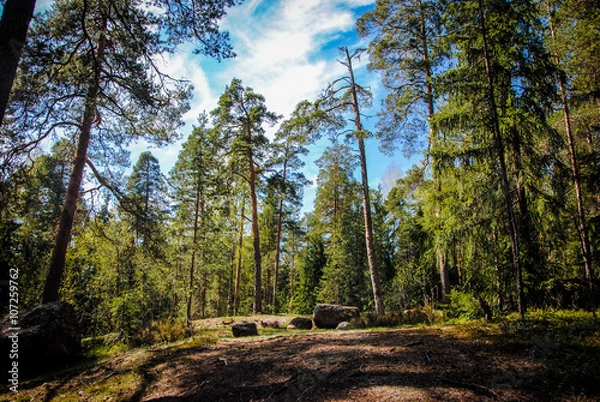 Fototapeta sunlit meadow in pinewood forest 
Mon Repos park, Vyborg (Viipuri), Leningrad region, Russian Federation