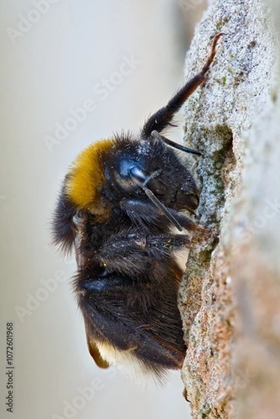 Obraz A large bumblebee hanging on a stone wall
