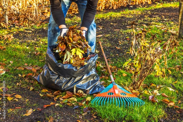 Fototapeta Man placing autumn leaves into black plastic bag with rake lying on ground nearby. Sweden.