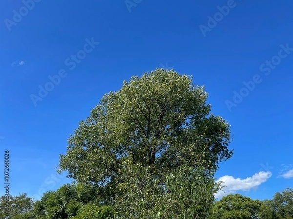 Obraz 晴れた日の道