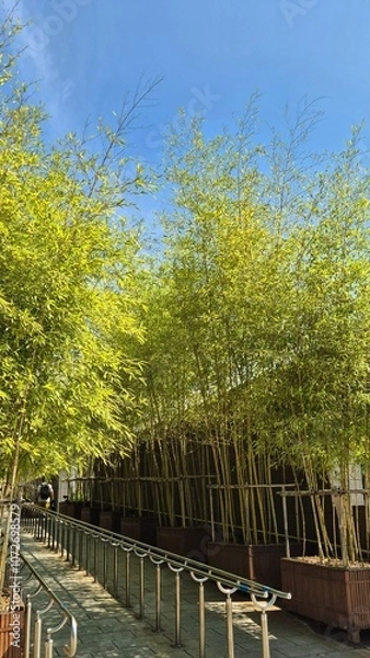 Obraz spring in the park