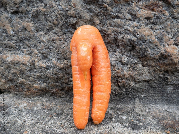 Obraz Funny carrot which has grown into an unusual shape.