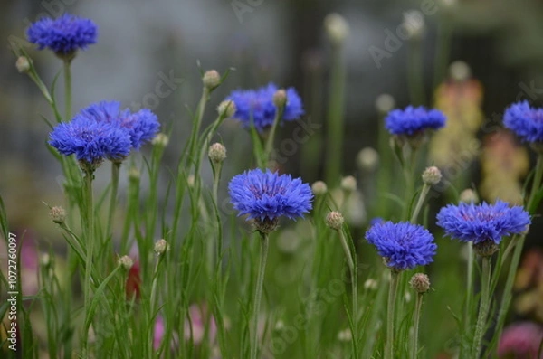 Fototapeta 青いヤグルマギク