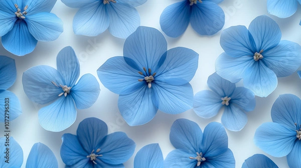 Obraz background with blue flowers on white