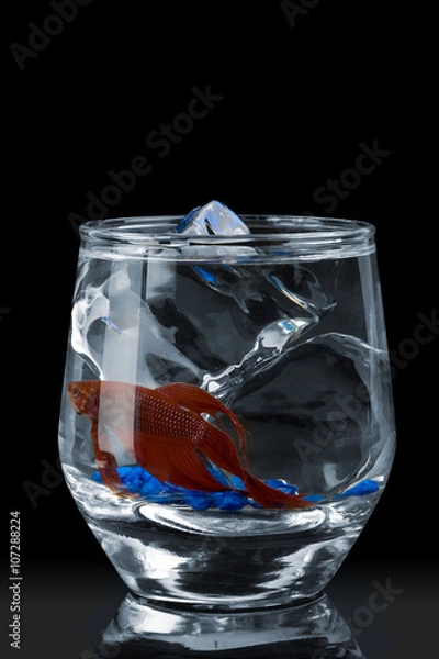 Obraz Fish on the rocks