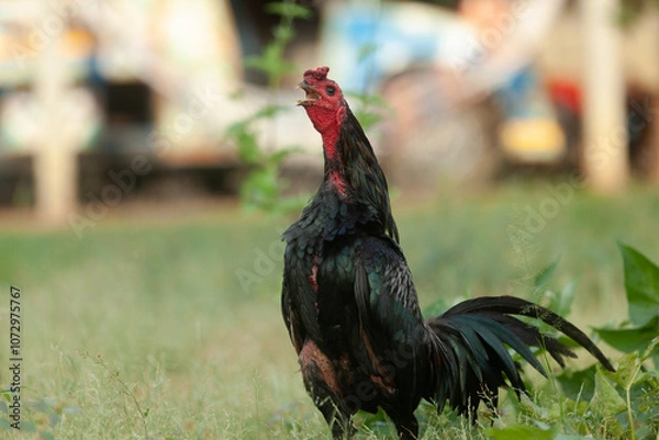Obraz Black Asian chicken walks for exercise in the garden