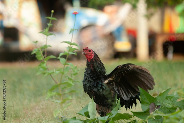 Obraz Black Asian chicken walks for exercise in the garden