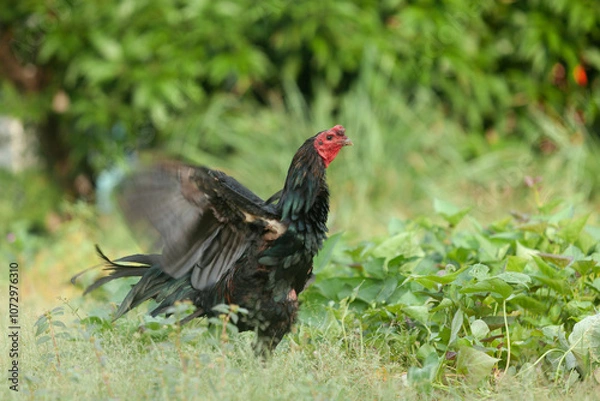 Obraz Asian black chicken strolling in a garden, flapping its wings and calling out, blending gracefully with nature