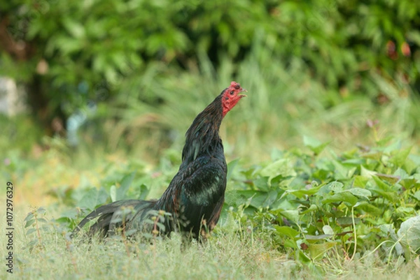 Obraz Asian black chicken strolling in a garden, flapping its wings and calling out, blending gracefully with nature