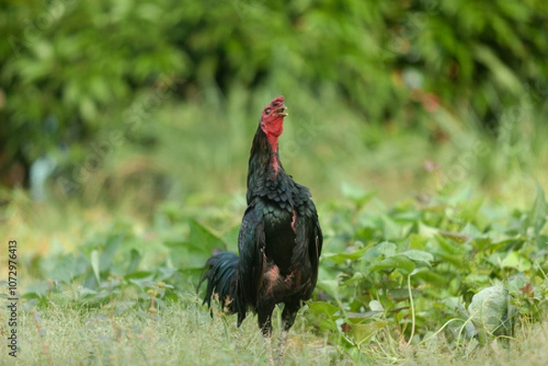 Fototapeta Black Asian chicken walks for exercise in the garden