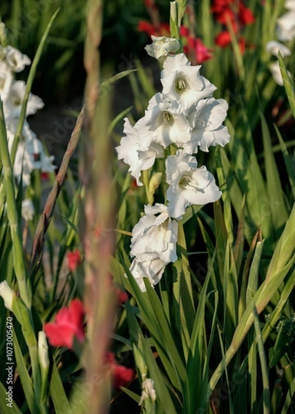 Fototapeta Macro photo of white gladiolus in a field