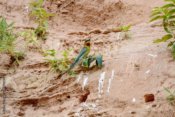 Obraz green moss on the ground