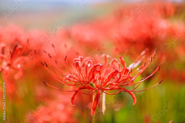 Fototapeta 彼岸花咲く秋景色　愛知県半田市