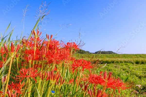 Fototapeta 彼岸花咲く秋景色　愛知県半田市