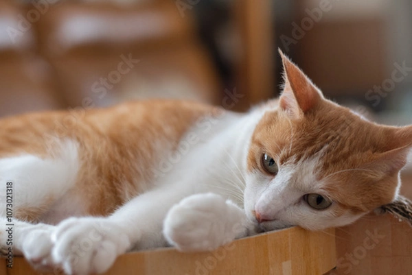 Fototapeta くつろぐ可愛い猫　茶トラ白