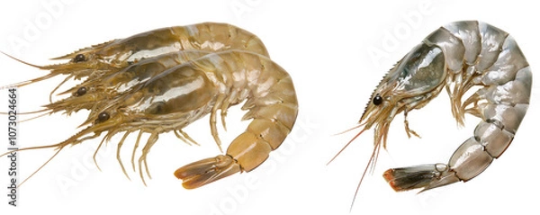 Fototapeta Fresh raw whiteleg shrimp isolated transparent background  on transparent background