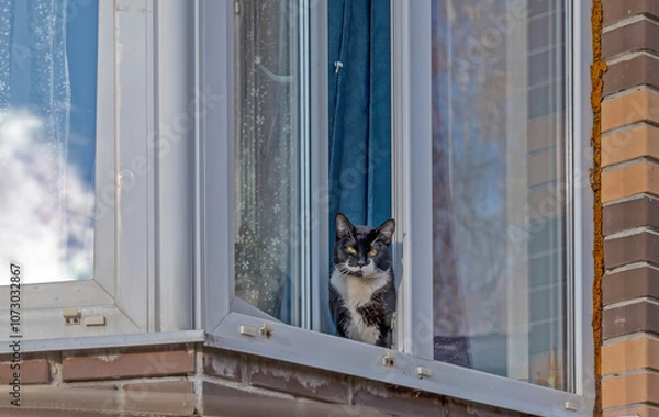 Fototapeta A cat looks out of a window on the ground floor