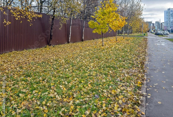 Fototapeta There are a lot of fallen leaves on the lawn in the city in autumn
