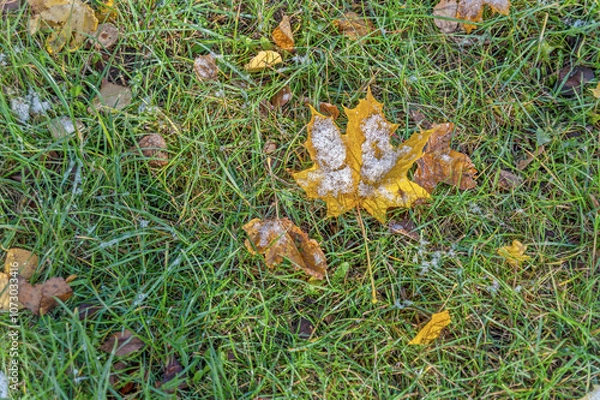 Obraz There are leaves and snow on the grass