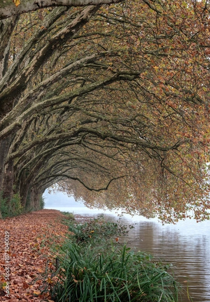 Fototapeta Autumn landscape, view of the alley and lake. Essen Germany, Hardenberger Ufer.