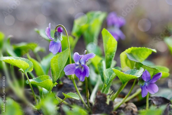 Obraz Closeup purple flowers (Scientific name: Viola odorata, Sweet Violet, English Violet, Common Violet or Garden Violet) blooming in spring  in wild meadow. Nature background.