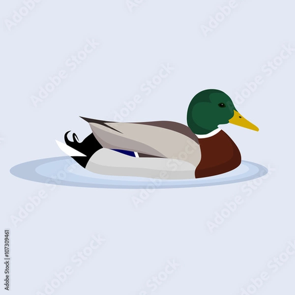 Obraz Mallard, Wild Duck, vector illustration