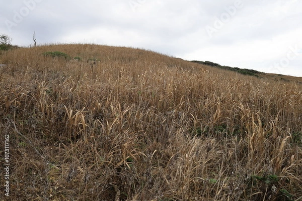Fototapeta 山なりに広がる草原