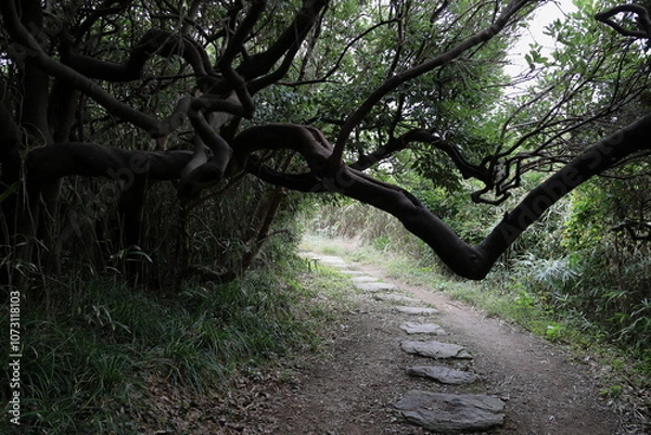 Fototapeta 山道を通せんぼする太い枝