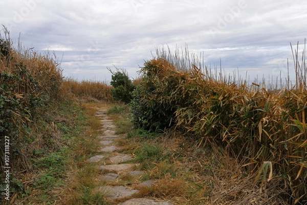 Fototapeta 周囲を隠す草原