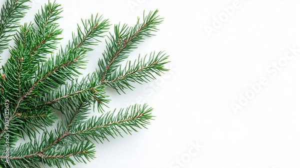 Fototapeta Fir tree branches isolated on a white background, top view. Christmas green pine branches