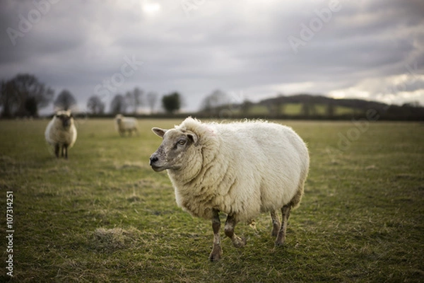 Fototapeta Pregnant Ewe. Spring. Sheep in Cotswold Landscape. Cheltenham, UK