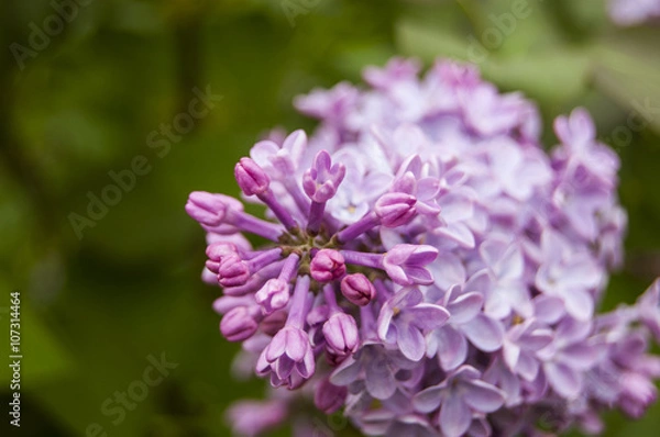 Obraz Macro Fuchsia Buds