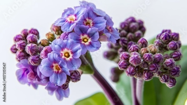 Fototapeta Vibrant blue and purple forget-me-nots against soft background