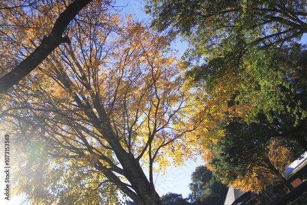 Obraz  太陽の光を浴びて美しい色を見せる紅葉の木々(群馬県_道の駅 月夜野矢瀬親水公園)