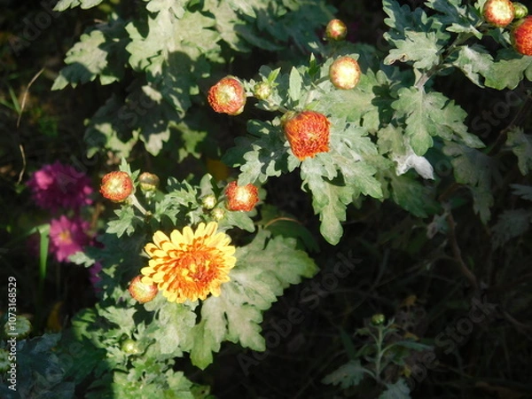 Obraz autumn flowers 1