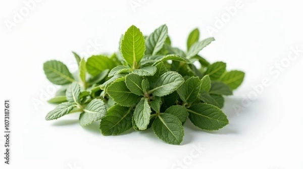 Fototapeta Fresh oregano sprigs on white background, showcasing vibrant green leaves and aromatic essence