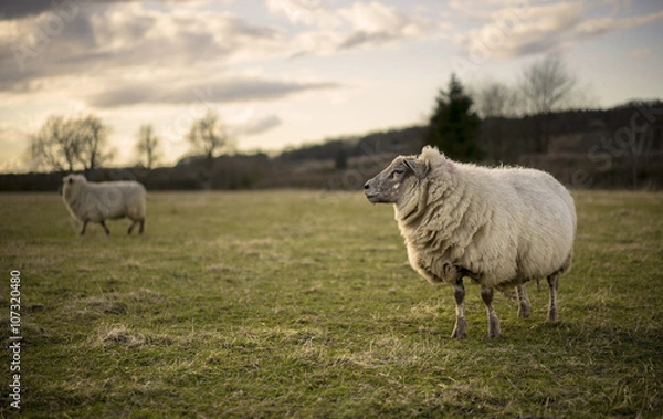Fototapeta Pregnant Ewe. Spring. Sheep in Cotswold Landscape. Cheltenham, UK