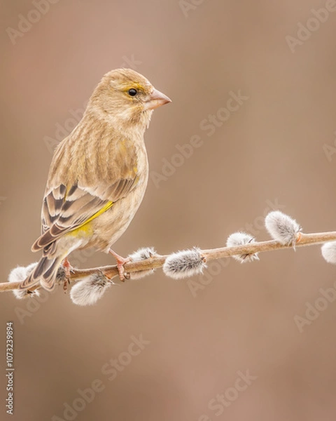 Obraz Dzwoniec Chloris chloris