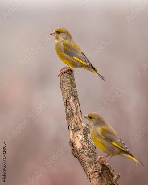 Obraz Dzwoniec Chloris chloris