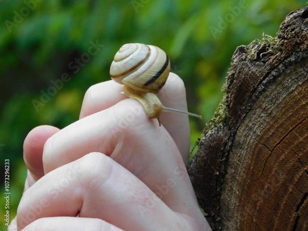 Obraz A snail on the hand 5