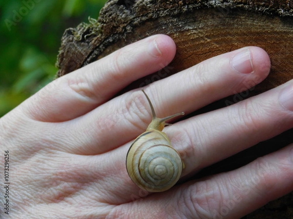 Obraz A snail on the hand 3