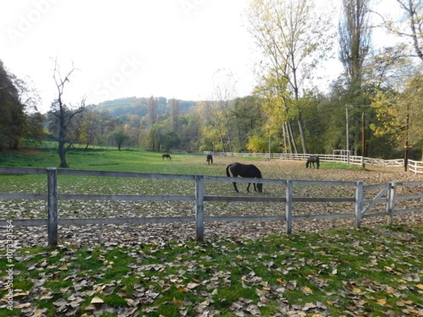 Obraz Horse on the ranch in autumn 3