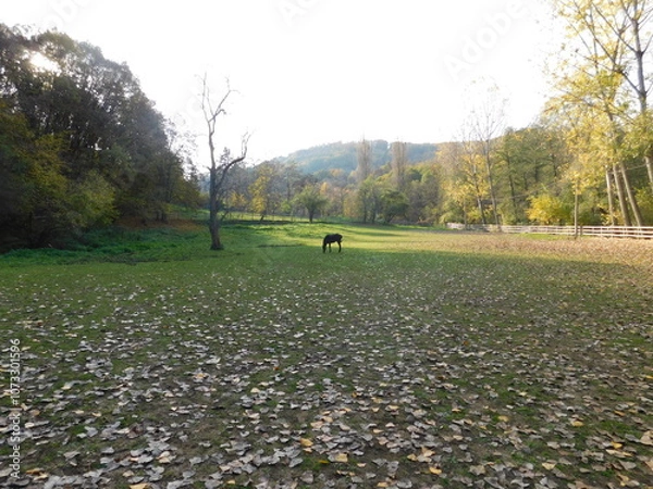 Obraz Horse on the ranch in autumn