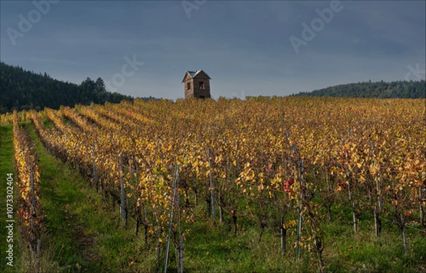 Obraz Small house in the vineyards above Eguisheim in the Autum