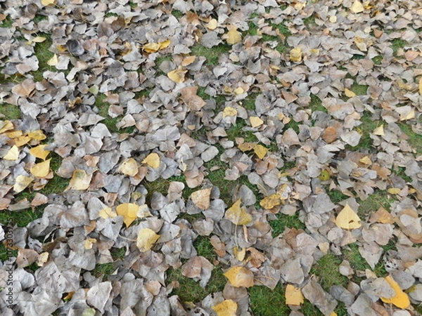 Obraz Leaves in autumn 2