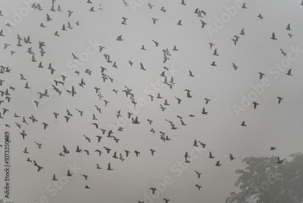 Obraz Milano e la nebbia
