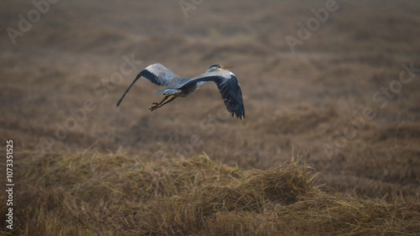 Obraz Milano e la nebbia