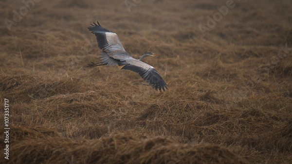 Obraz Milano e la nebbia